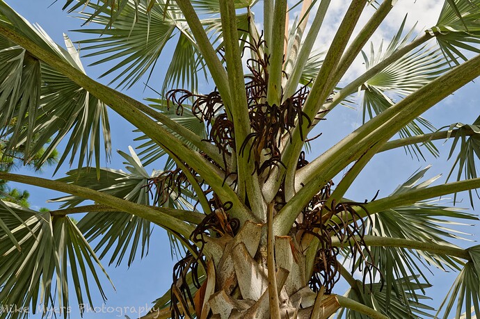 780_1351  2023-06-12_DxO