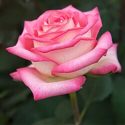 2011-04_Buga_Tulpen_2510_Nik