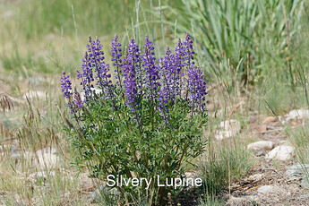 DSC01121_1_labeled