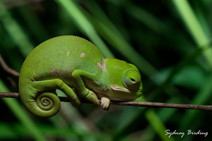 DSC_7298_DxO