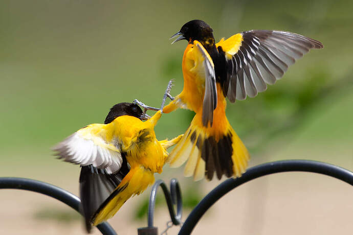 BAOR Squabble-crop-DxO