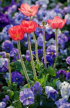 2011-05-08_Buga_Blumen_2859_Nik