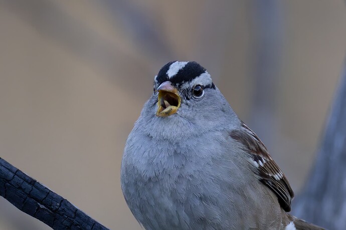 _MGL4805-20251205-DxO_DeepPRIME XD2s