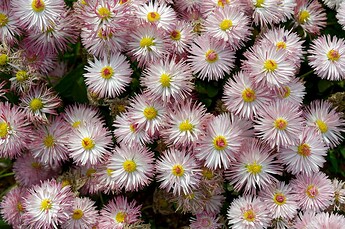 2011-05-19_Buga_Blumen_3373_Nik