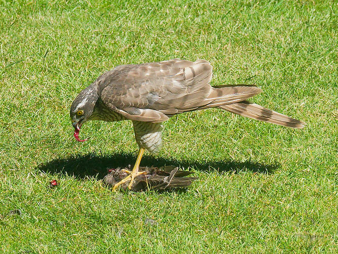 Sparrowhawk-2