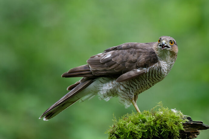 Sparrow Hawk_DXO_L_R