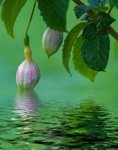 Fichsia In Flood_DxO
