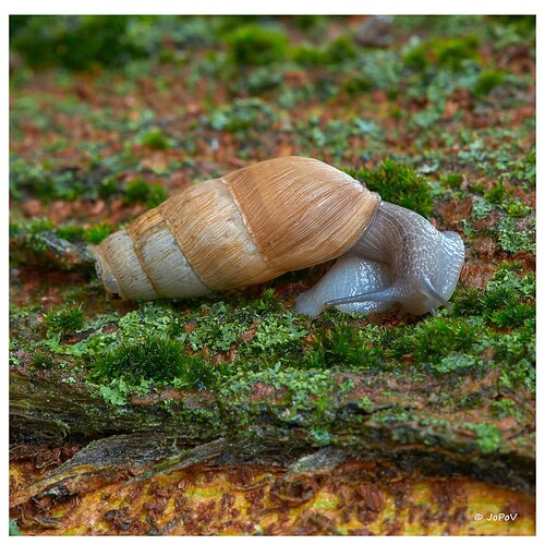 Snail02_DxO