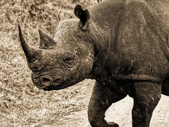 Screen Capture Rhino