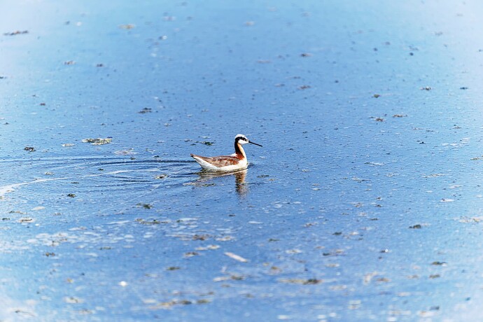 DSC00974_PL870_XD2s