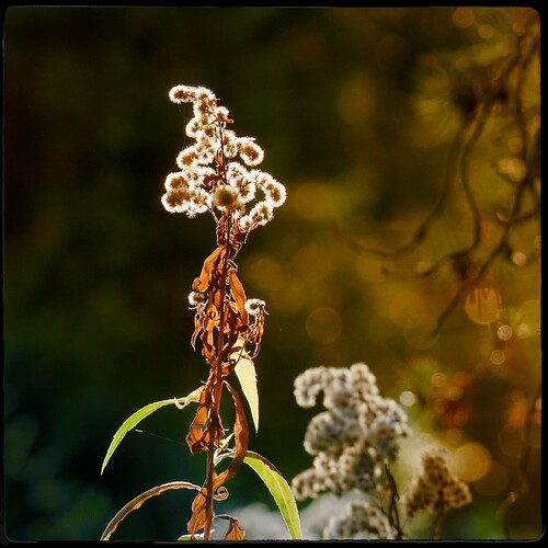 2410_Botanischer Garten_00024_1_DxO