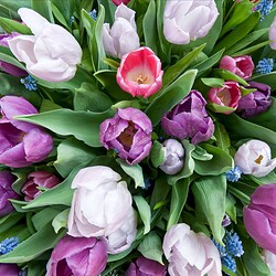 2011-04_Buga_Tulpen_2515_Nik