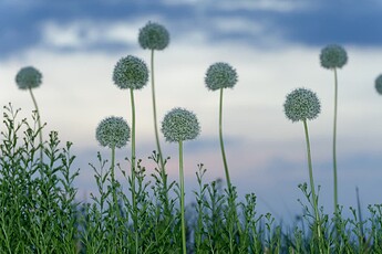 2011-05-13_Buga_Blumen_3035_demo_1
