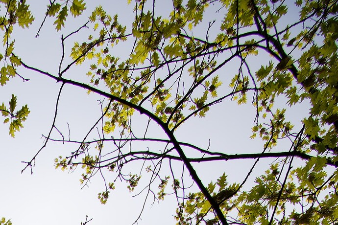DSC_9881_NoCA_XD2s