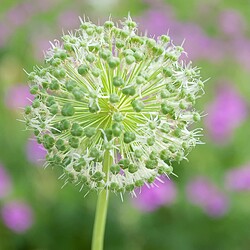 2011-05-19_Buga_Blumen_3381_Nik