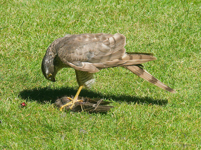 Sparrowhawk-4