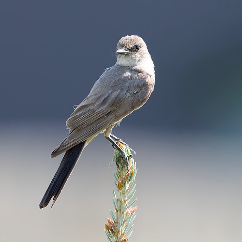 Bird on a tree LVS03326