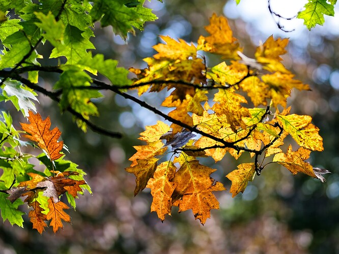 2409_Volkspark_Herbst_00030_DxO_fc
