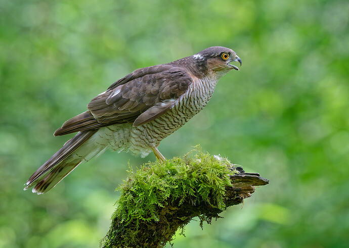 DSC_8342_DxO