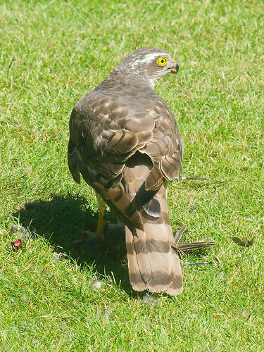 Sparrowhawk-5