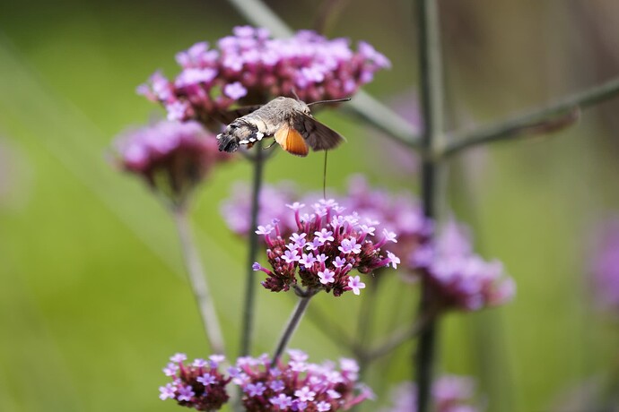 _32A5362_DxO