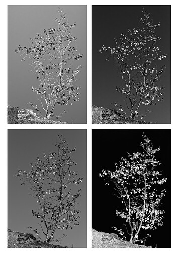 Sapling