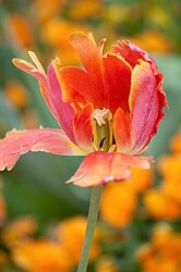 2011-05_Buga_Tulpen_2632_Nik