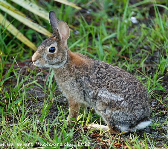 MM2_1511  2022-06-08_M