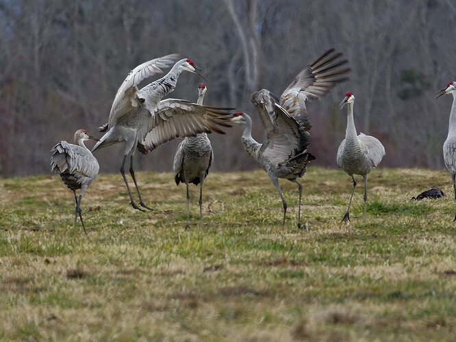 Cranes.