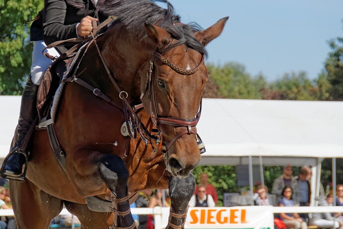 2013_09_28_Springreiten_4147_DxO