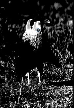 Example1-Luma Mask in BW