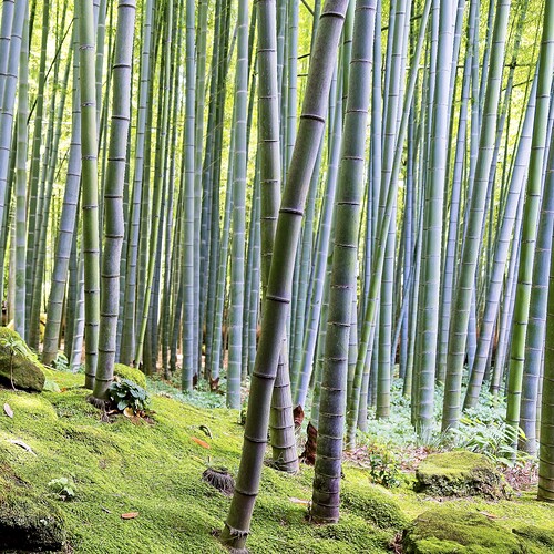 XT4A3033_openWith_0005ON1noise