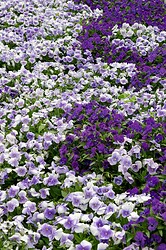 2011-05-19_Buga_Blumen_3340_Nik