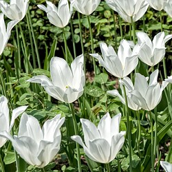 2011-04_Buga_Tulpen_2464_Nik