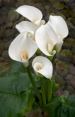 2011-04_Buga_Tulpen_2505_Nik