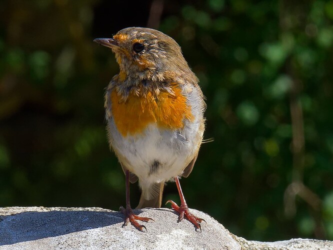 Robin close up