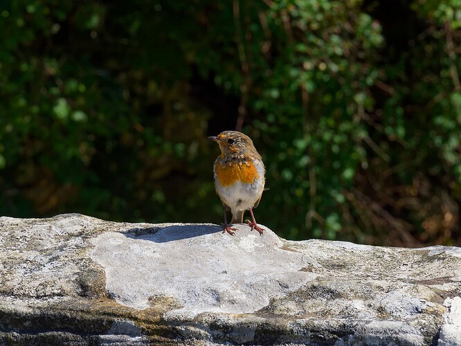 Robin on the bridge at Birch Hall Inn