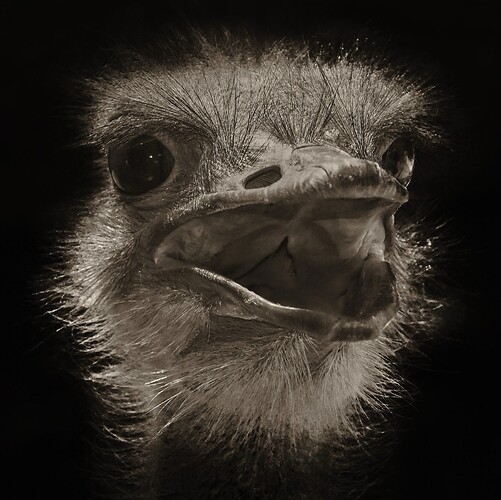 Screen Capture ostrich