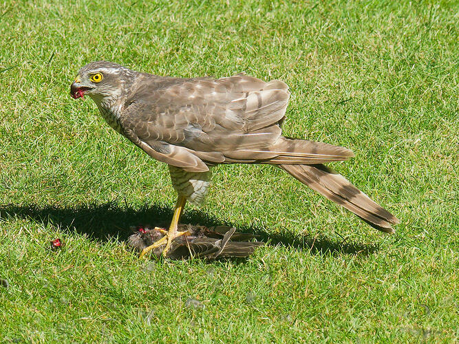 Sparrowhawk-3
