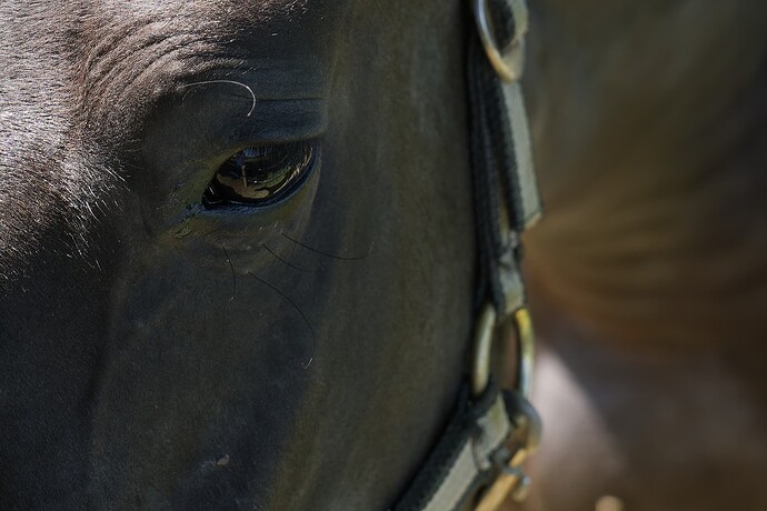 _DSC5416_DxO