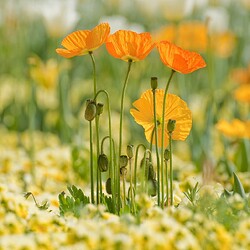 2011-05_Buga_Tulpen_2613_Nik