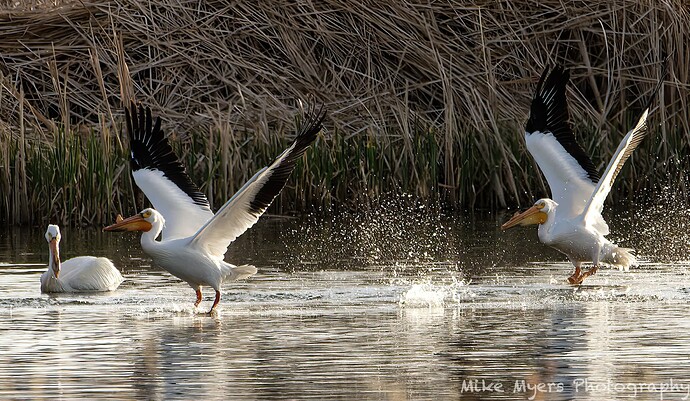 MM2_1389  2022-04-26_openWith_DxO-3