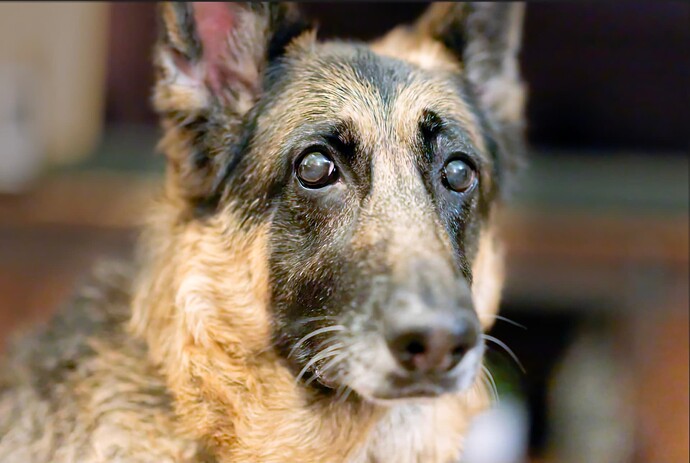 german-shepherd-test_DxO