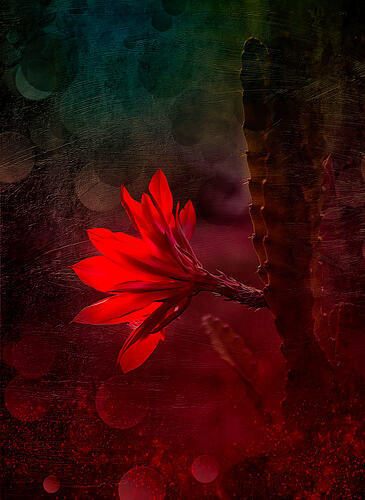 Night Cactus_DxO