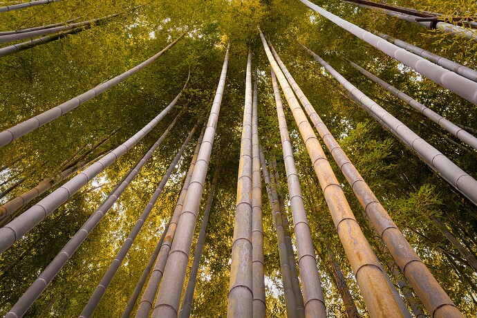 XT4A0818_Kamakura2025_DxO