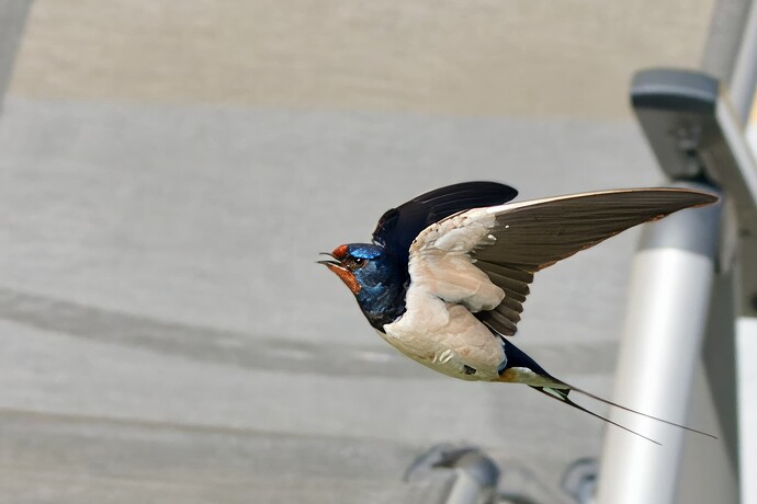 D6703731_DxO-topaz_DxO
