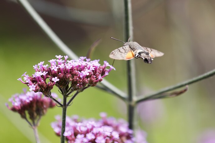 _32A5363_DxO