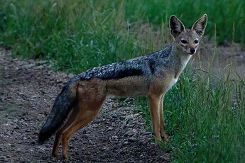 DSC06380_A
