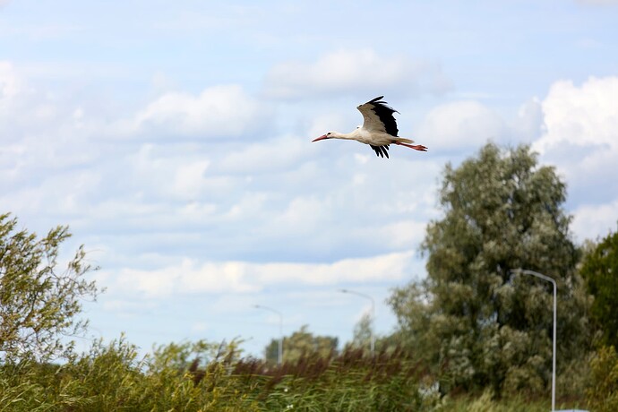 _32A4470_DxO