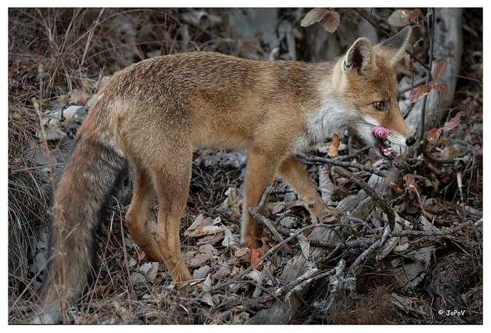 Fox03